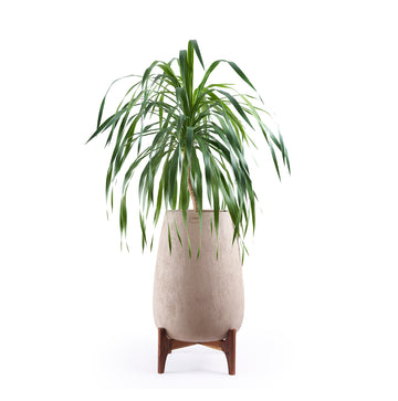 Bella Planter With Teak Wood Stand