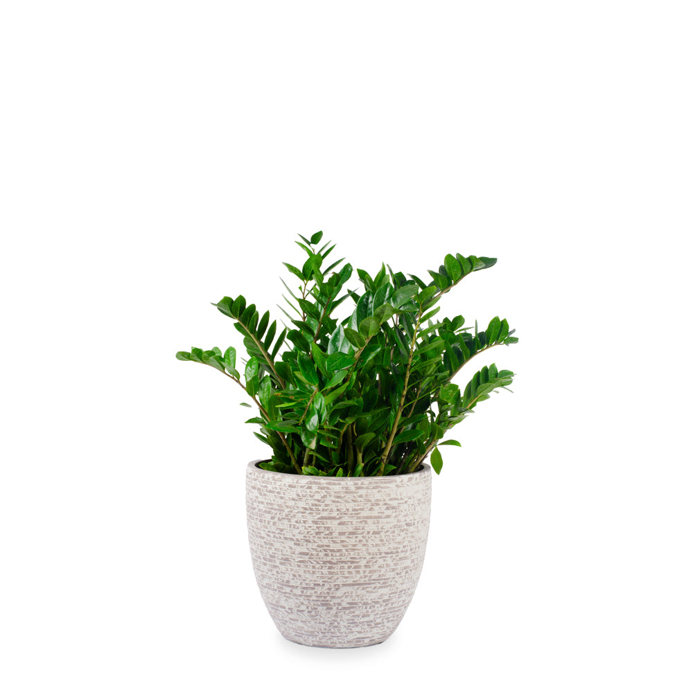 This modern GRC planter is made of a robust mix of concrete and fiber, with a beautiful raw finish in grey and white. Suitable for outdoor or indoor use, give your space a refreshing new look.