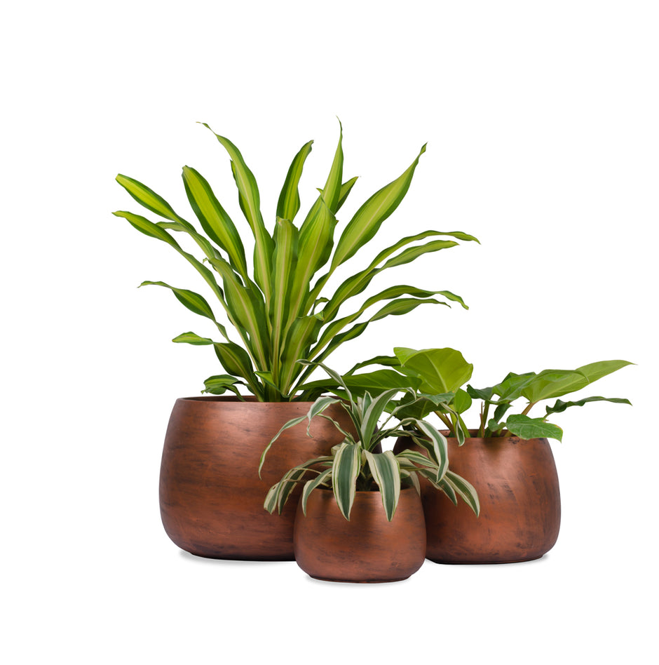 Buy Fiji Series Planter Online in India Palasa