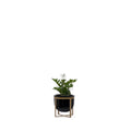 Lipto Planter Black - Studio Palasa