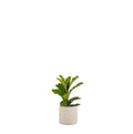 The GRC Marley Planter by Studio Palasa. This concrete large Planter pot has a raw textured look that works in any home or garden. Long planter with a beautiful dual tone finish.