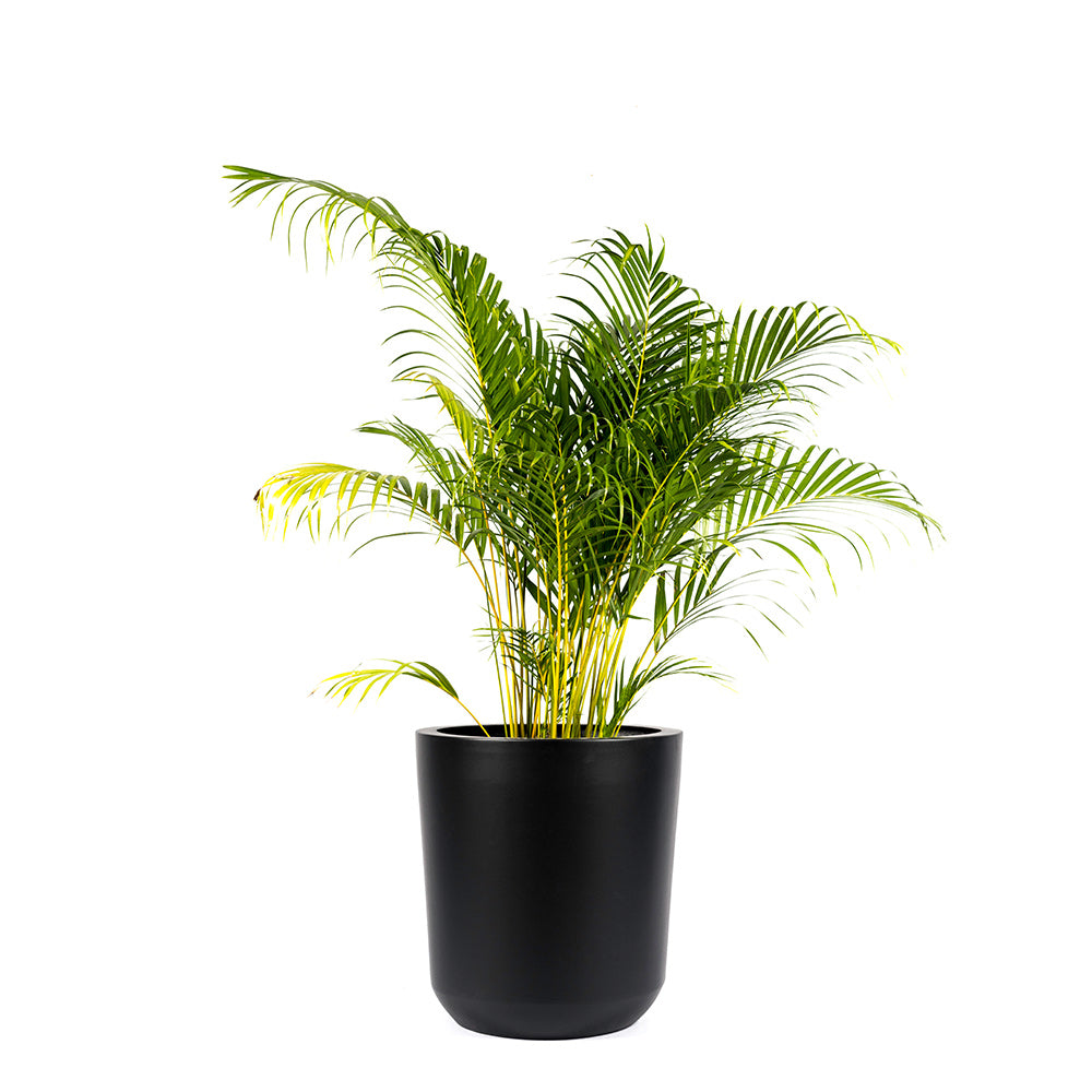 The Milkyway FRP Circular Planter has a modern design and neutral hue. Crafted by hand this premium FRP indoor and outdoor planter works well in blending indoor and outdoor spaces. a