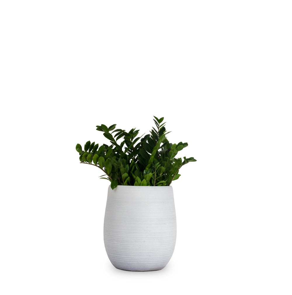 The Oracle Planter - Studio Palasa