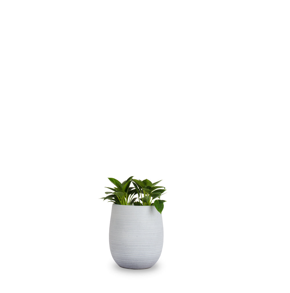 The Oracle Planter - Studio Palasa