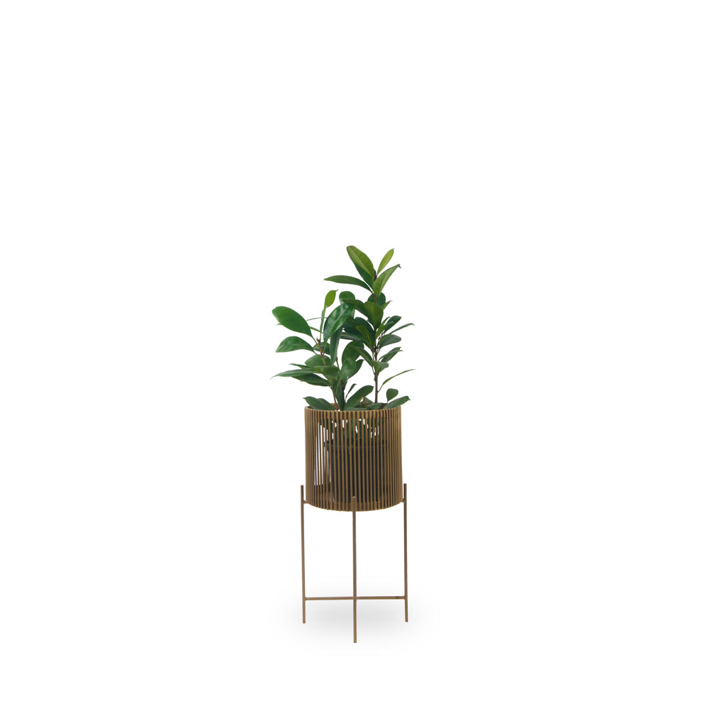 Bring the timeless look of metal to your home with our metallic Quest Circular Planters. These opulent gold circular planters can be kept in your living room or bedrooms. Each piece is meticulously handcrafted by our artisans.