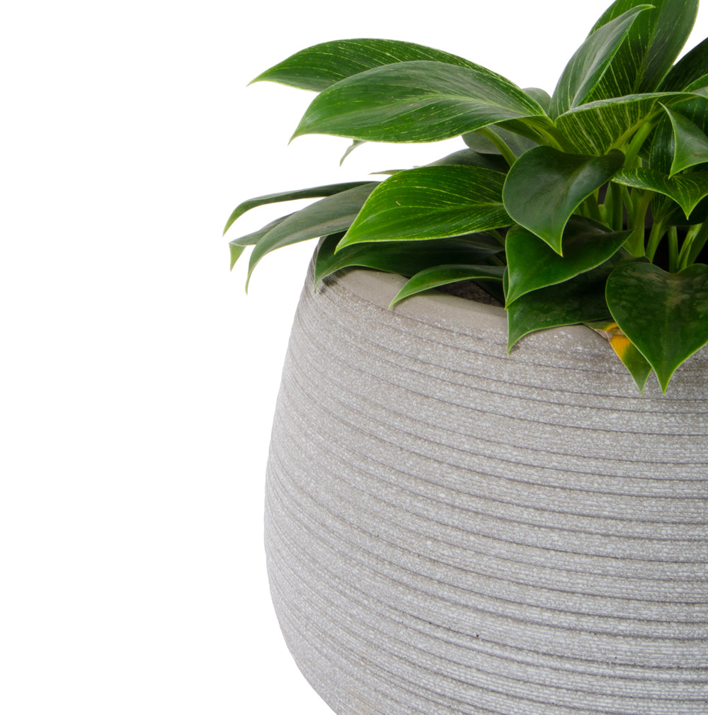 This GRC Planter set is one that compliments both traditional and modern homes and gardens. The round shape makes these planters the perfect solo planter or as an unplanted statement to accent various architectural styles. This Large planter is the ideal combination of Fibreglass with an earthy appearance, and it is sure to stand out in any setting. 