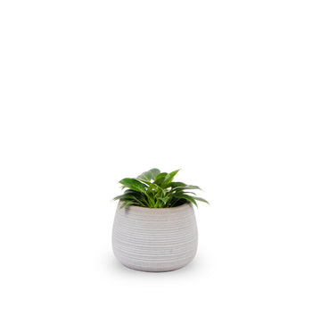 This GRC Planter set is one that compliments both traditional and modern homes and gardens. The round shape makes these planters the perfect solo planter or as an unplanted statement to accent various architectural styles. This Large planter is the ideal combination of Fibreglass with an earthy appearance, and it is sure to stand out in any setting. 