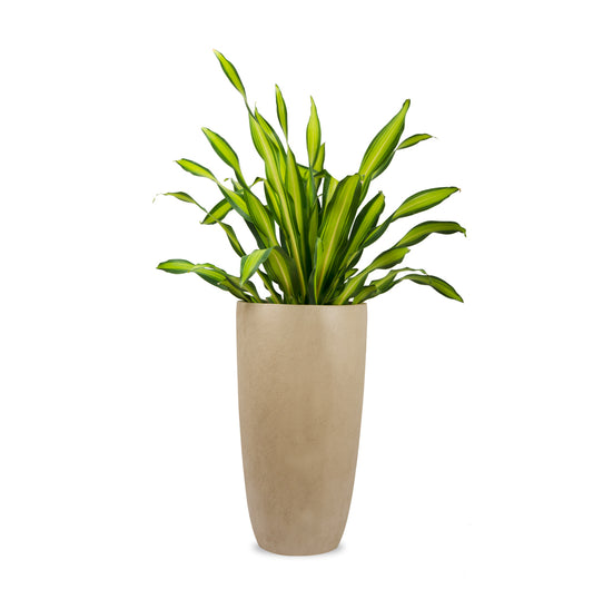Saturn Planter Sandal Paste - Studio Palasa